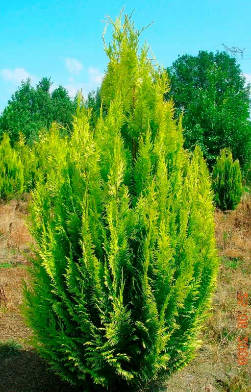 Кипарисовик Лавсона Ивонне