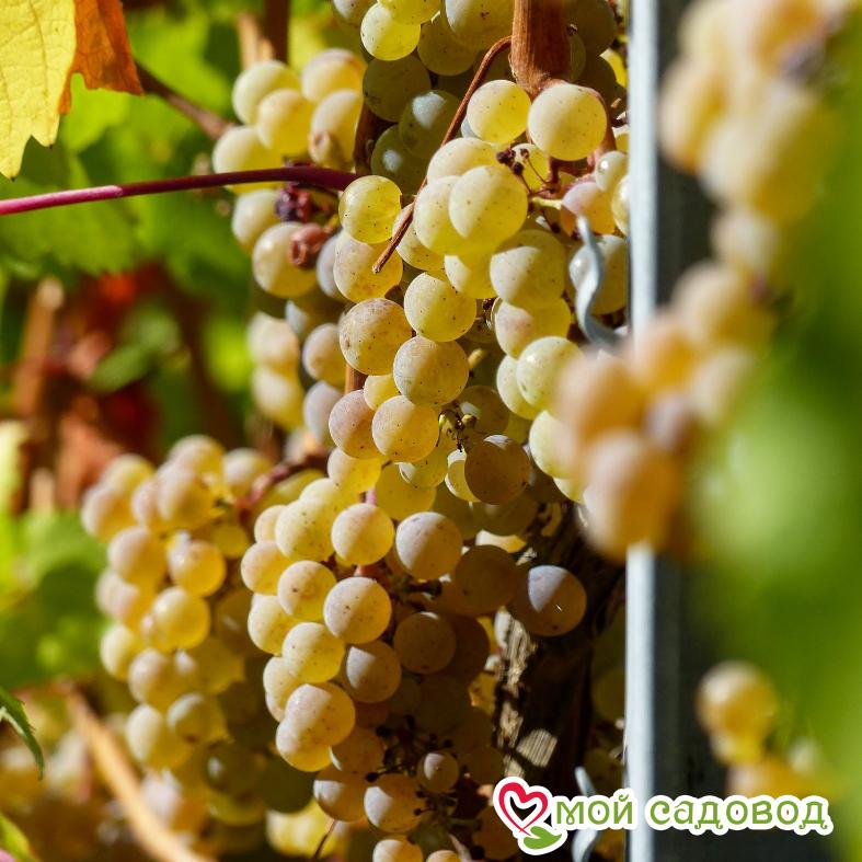 Виноград Сухолиманский