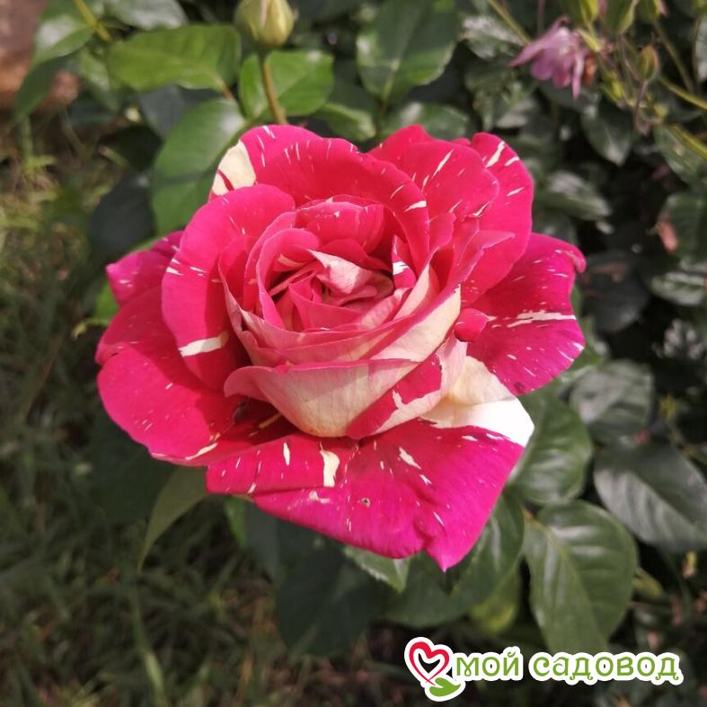 Роза Пестрая Фантазия